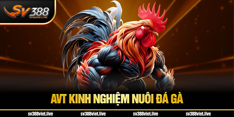 kinh nghiệm nuôi gà đá Sv388
