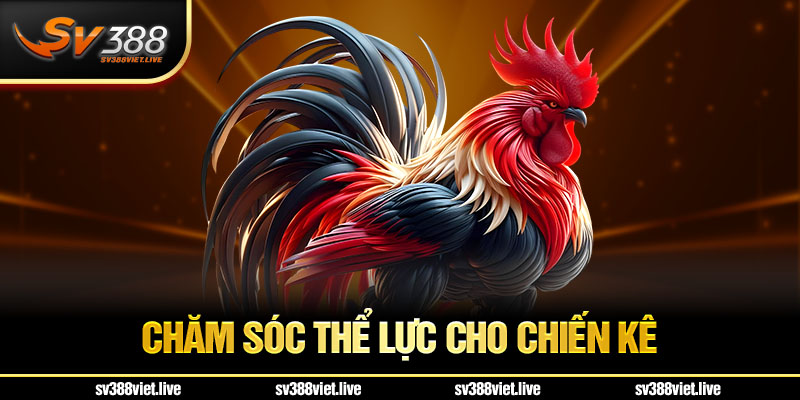 Chú ý kết quả thể lực của chiến kê