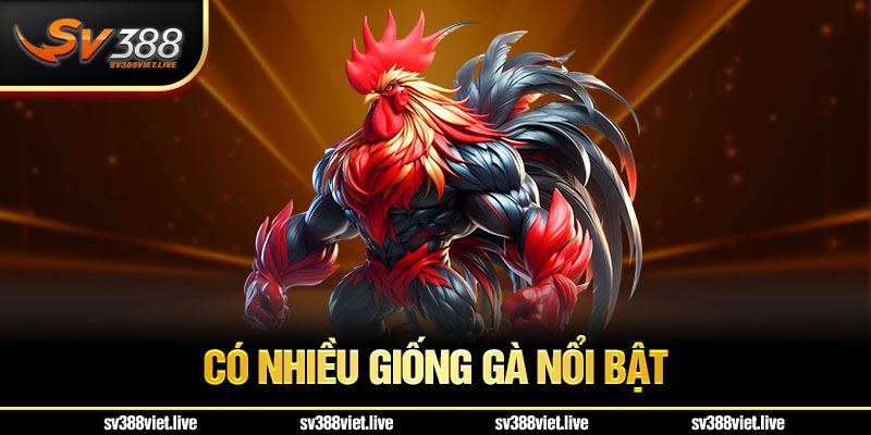 Các giống khi nuôi gà đá nổi bật