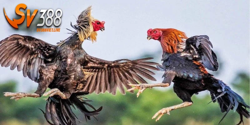 Ưu điểm nổi bật của sảnh đá gà tre