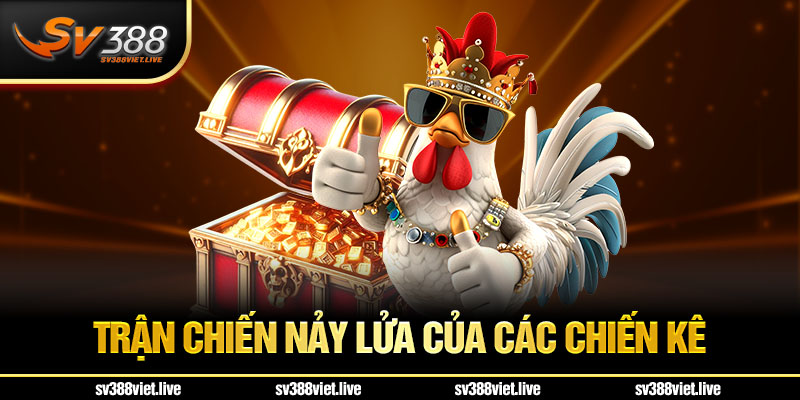 Trường gà Thomo: trận chiến nảy lửa giữa những chiến kê máu lửa